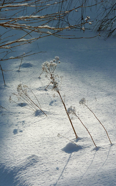Blizzard 2015, photo 10