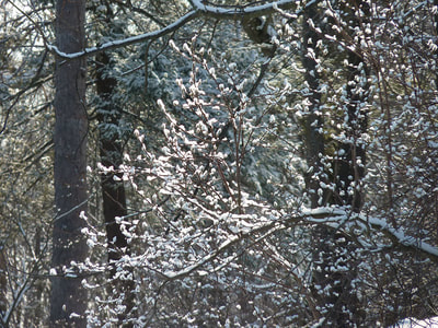 Blizzard 2015, photo 13