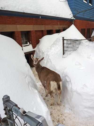 Blizzard 2015, photo 4