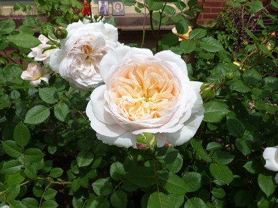 Holy Transfiguration Monastery Roses June 2018, photo 2