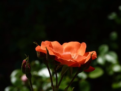 Holy Transfiguration Monastery Roses June 2018, photo 3