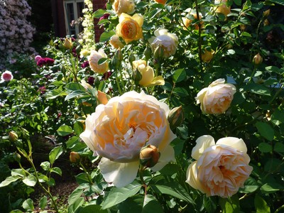 Holy Transfiguration Monastery Roses June 2018, photo 4