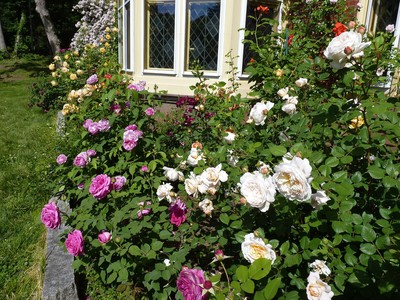 Holy Transfiguration Monastery Roses June 2018, photo 6