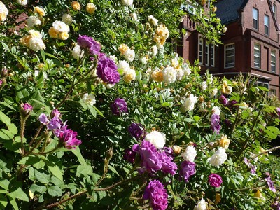 Holy Transfiguration Monastery Roses June 2018, photo 7