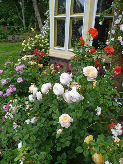 Holy Transfiguration Monastery Roses June 2018, photo 9