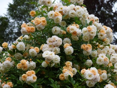 Holy Transfiguration Monastery Roses June 2018, photo 10