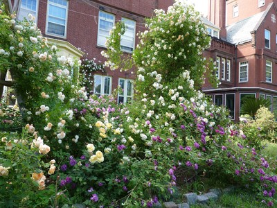 Holy Transfiguration Monastery Roses June 2018, photo 11