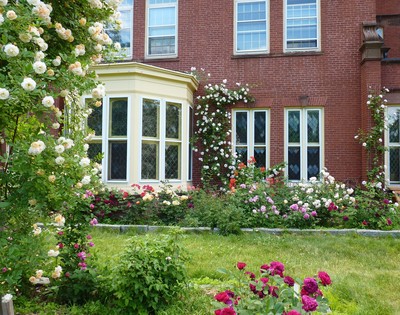 Holy Transfiguration Monastery Roses June 2018, photo 12