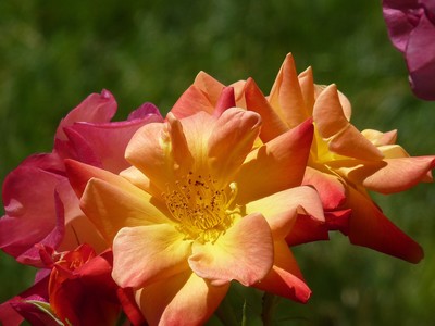 Holy Transfiguration Monastery Roses June 2018, photo 13