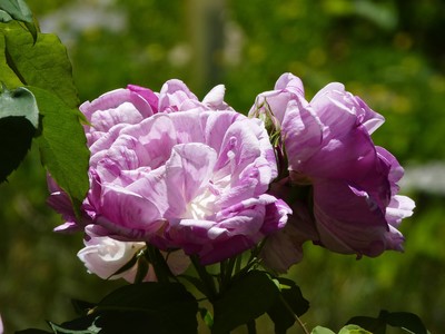 Holy Transfiguration Monastery Roses June 2018, photo 14