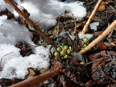 Apparently Spring Has Not Been Cancelled, photo 2