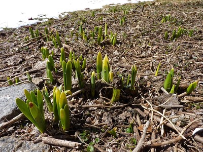 Apparently Spring Has Not Been Cancelled, photo 3