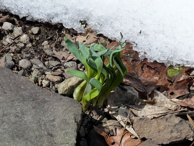 Apparently Spring Has Not Been Cancelled, photo 5